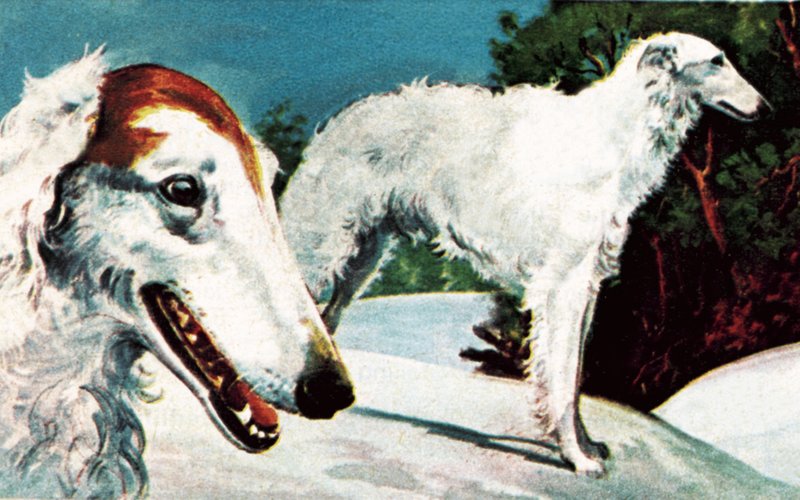 Borzoi - English School