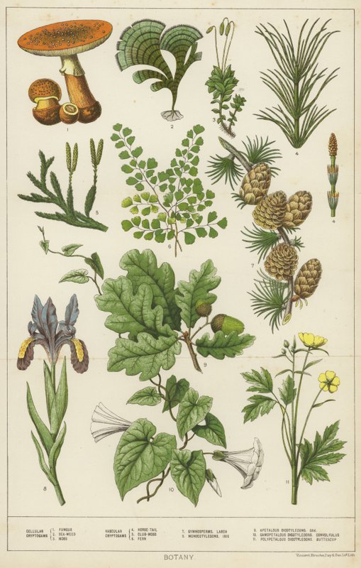 Botanique - English School