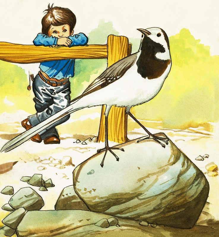 Garçon observant un oiseau non identifié - English School