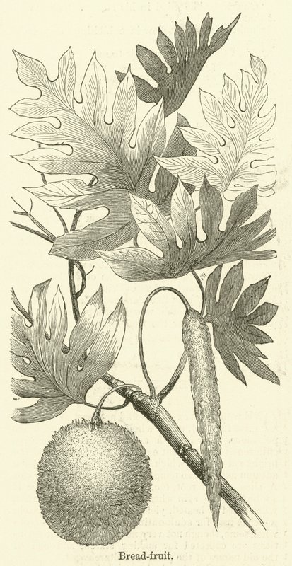 Arbre à pain - English School