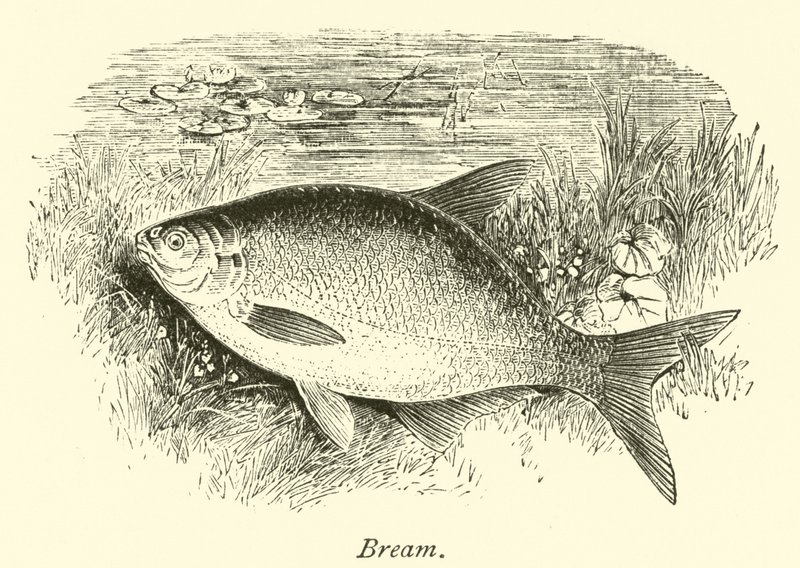 Brème - English School