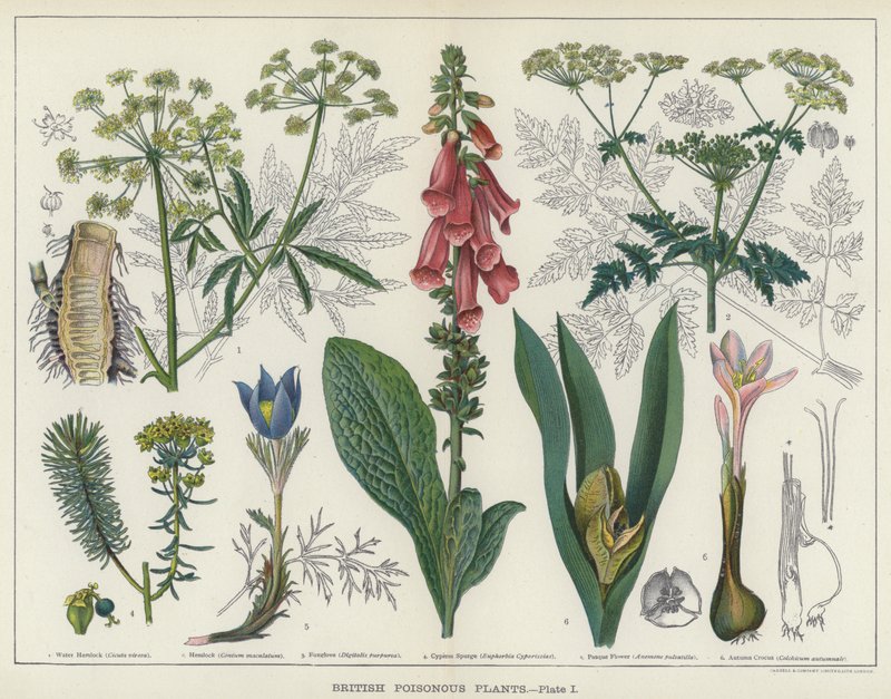 Plantes vénéneuses britanniques - English School