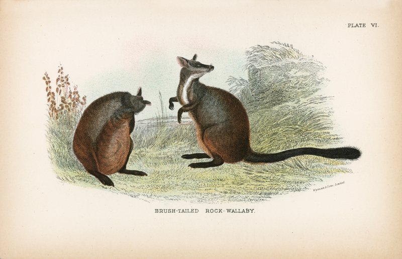 Wallaby à queue touffue - English School