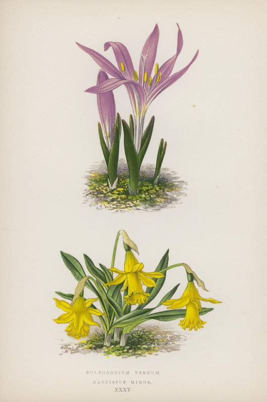Bulbocodium Vernum; Narcissus Minor (lithographie en couleur) - English School