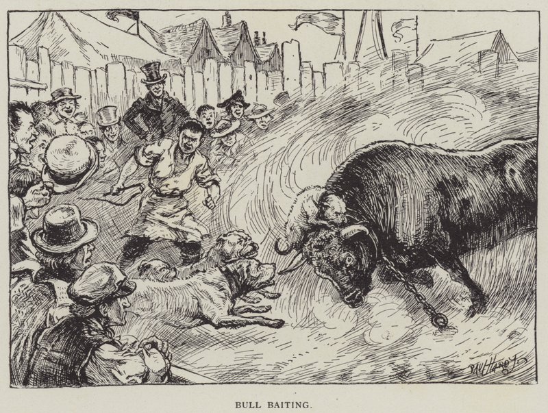 Combat de taureaux - English School