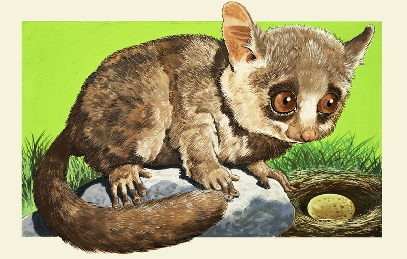 Galago - English School