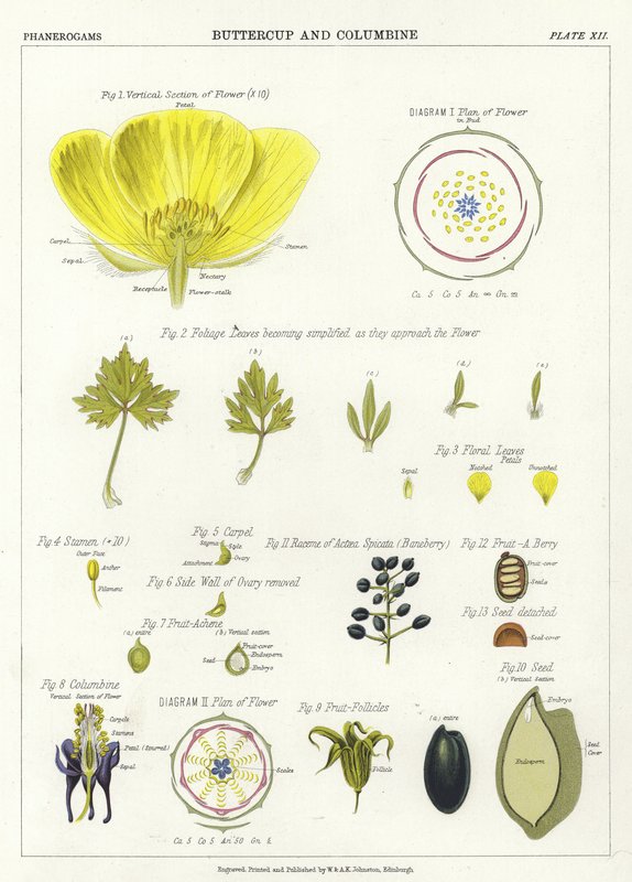 Renoncule et Ancolie - English School