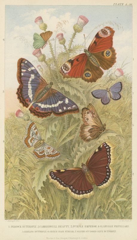 Papillons (gravure en couleur) - English School