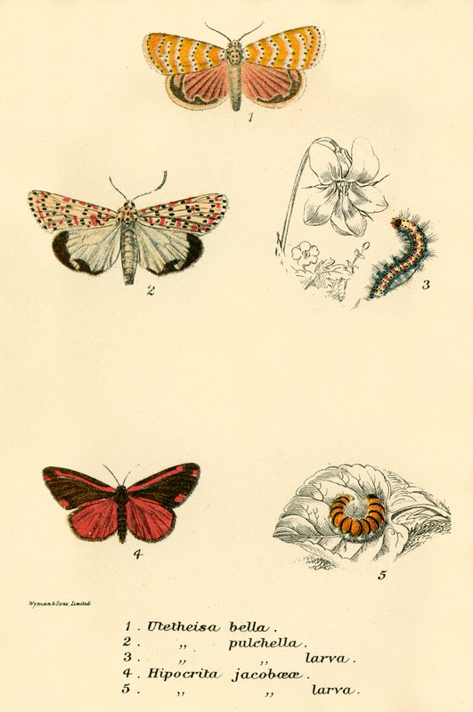 Papillons - English School