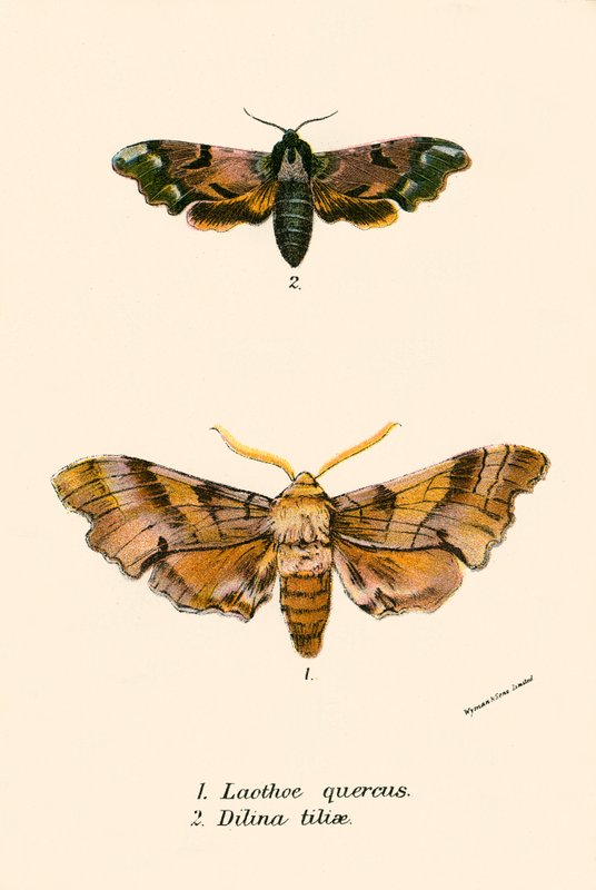 Papillons - English School