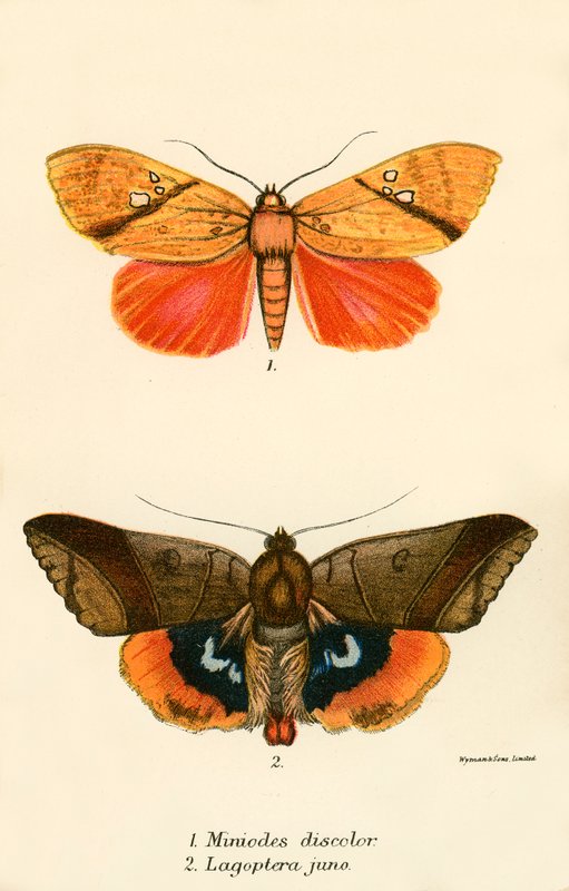 Papillons - English School