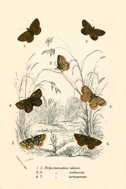 Papillons - English School
