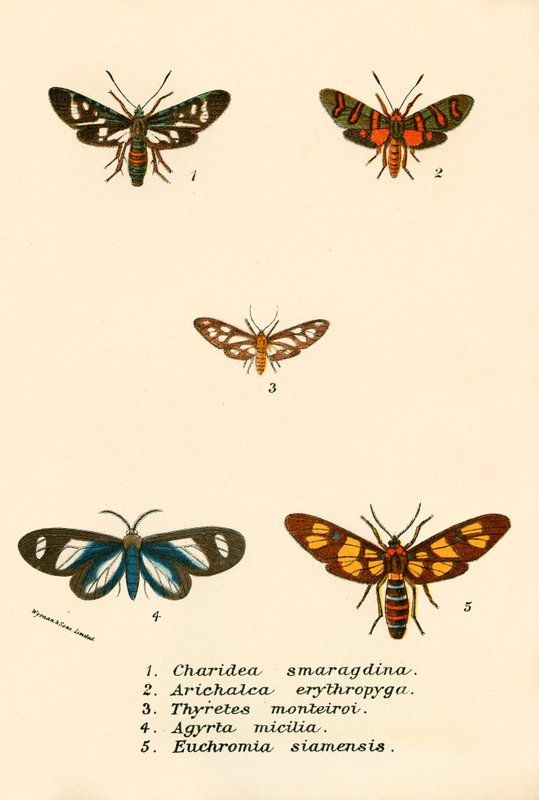 Papillons - English School