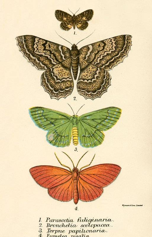 Papillons - English School