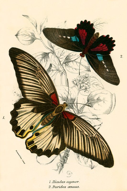 Papillons - English School