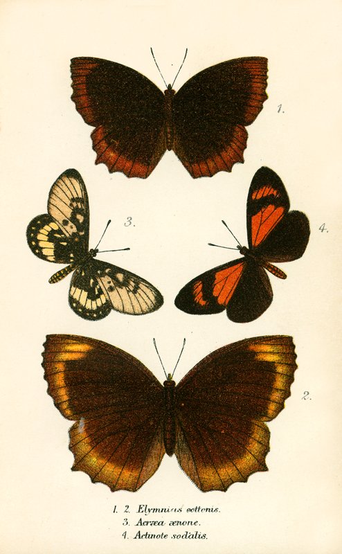 Papillons - English School
