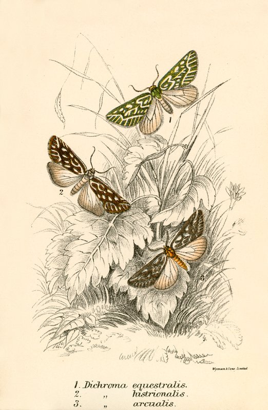 Papillons - English School