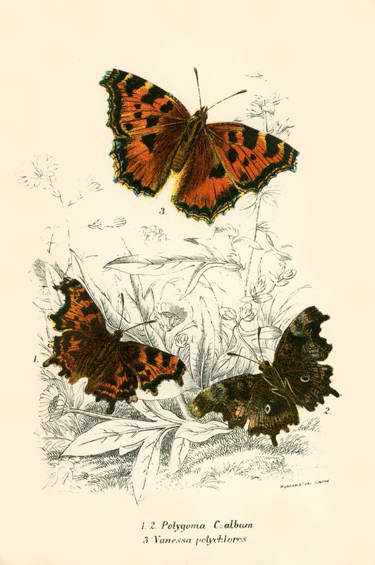 Papillons - English School