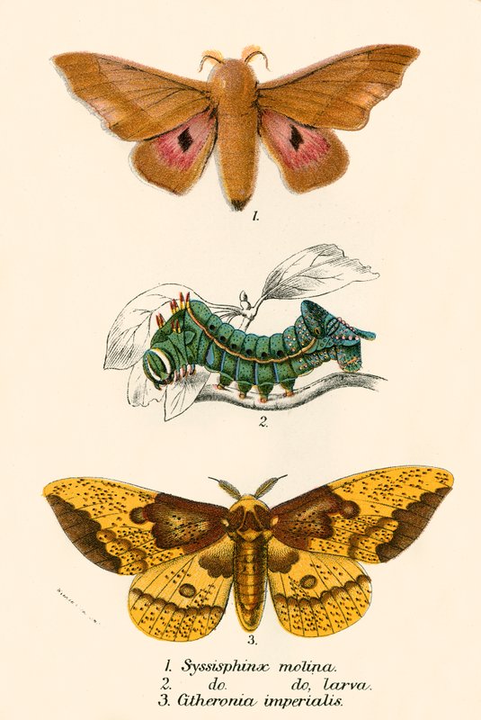 Papillons - English School