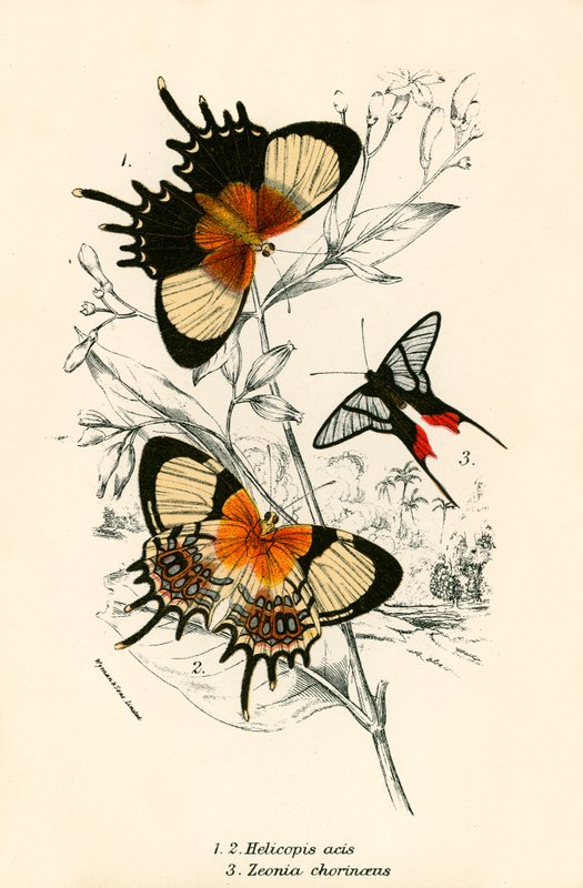Papillons - English School