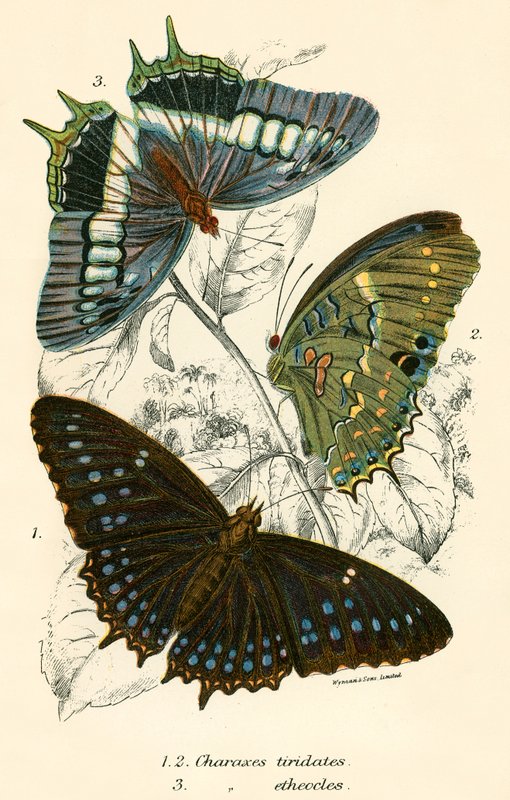 Papillons - English School