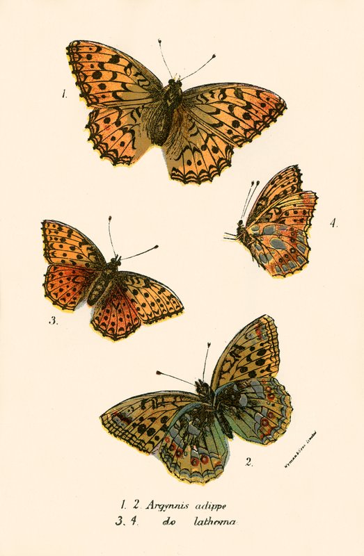 Papillons - English School