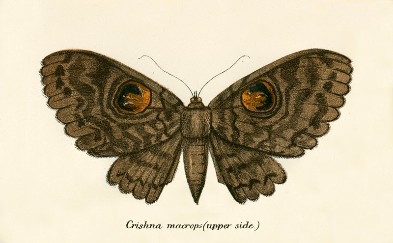 Papillons - English School