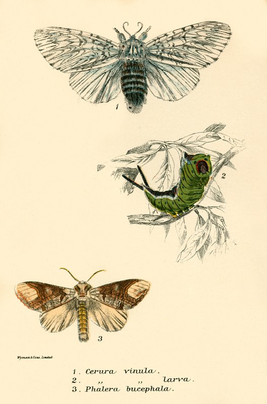 Papillons - English School