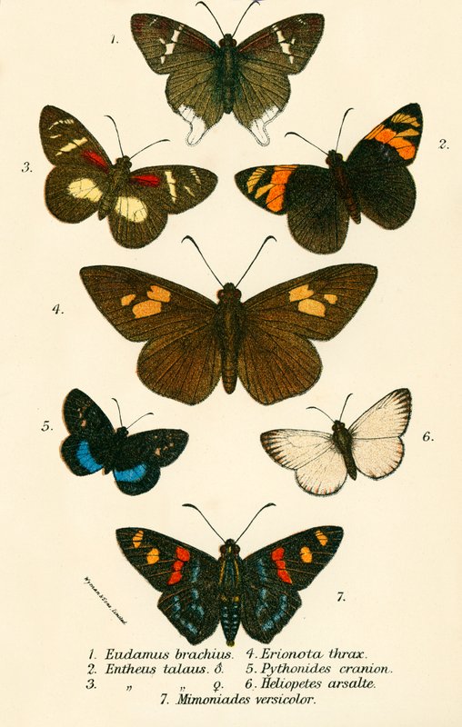 Papillons - English School