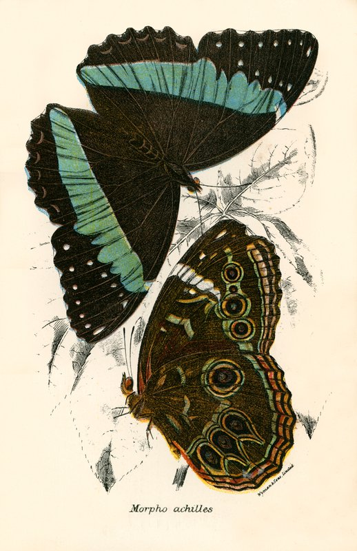 Papillons - English School