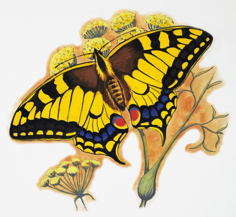 Papillon - English School