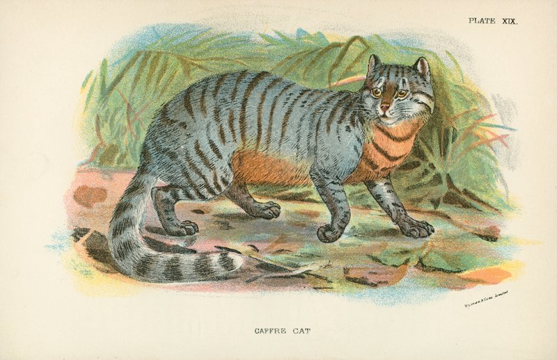 Chat Caffre - English School