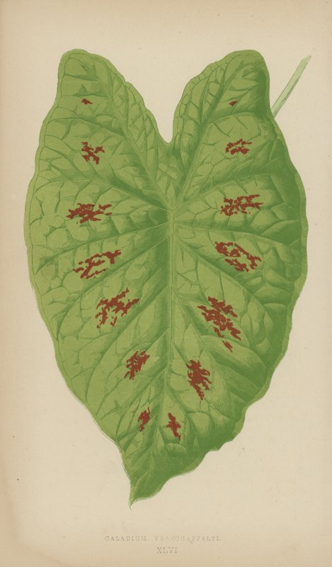 Caladium Verschaffelti - English School