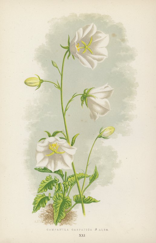 Campanula Carpatica B Alba - English School