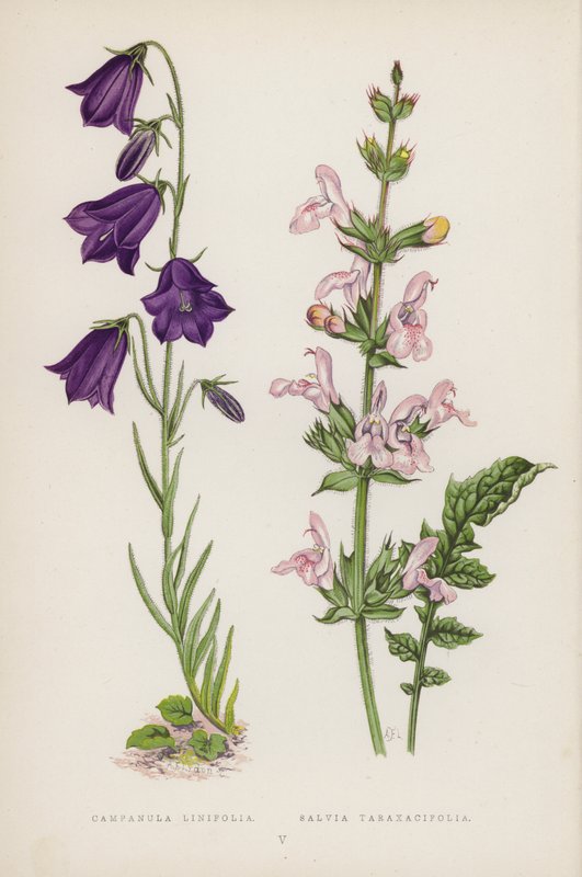 Campanula Linifolia; Salvia Taraxacifolia - English School