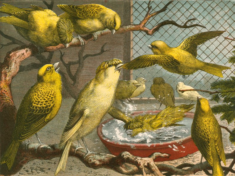 Canaris - English School