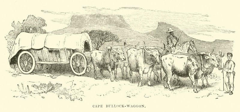 Chariot à bœufs du Cap - English School