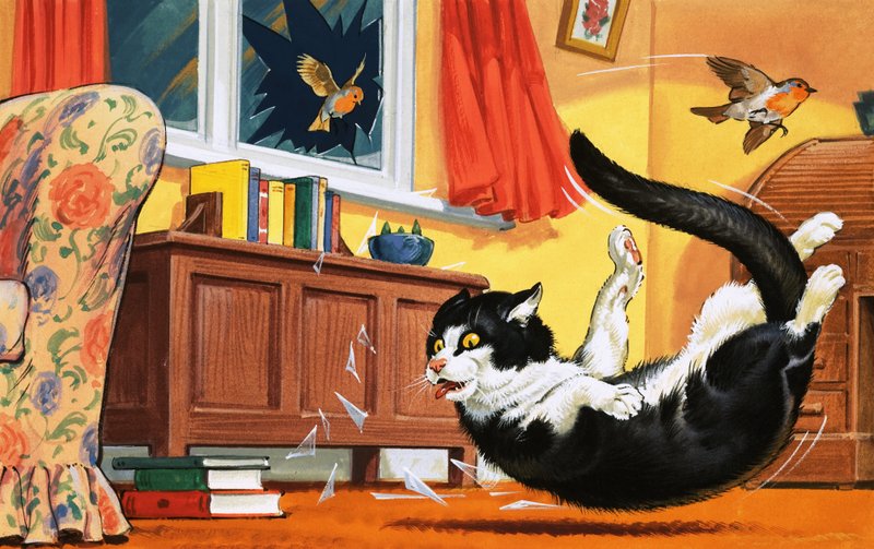 Chat tombant à travers une fenêtre en verre - English School