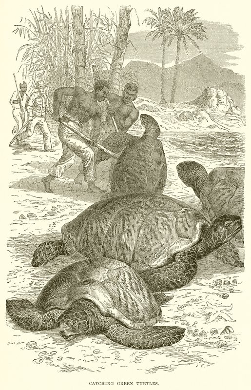 Capture de tortues vertes - English School