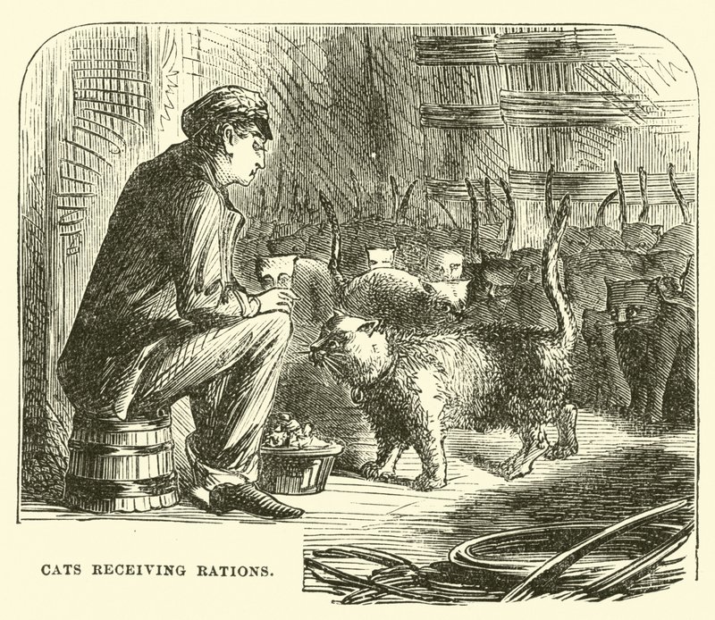 Chats recevant des rations - English School