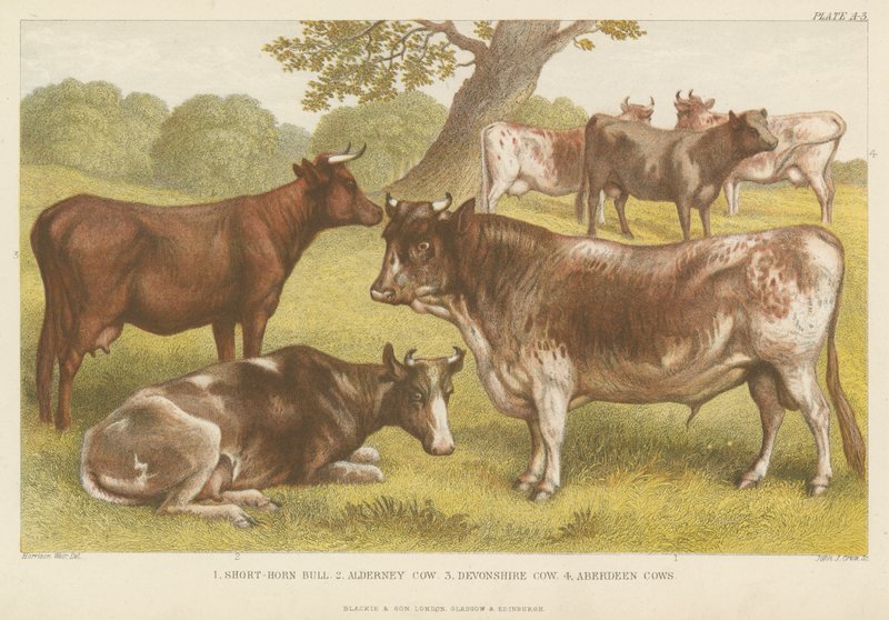 Bétail (gravure en couleur) - English School