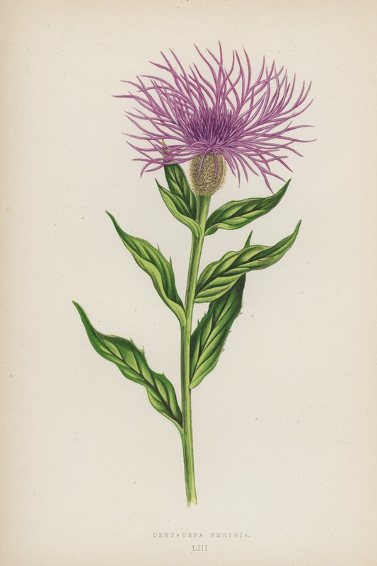 Centaurea Phrygia - English School