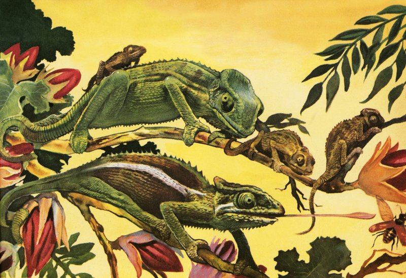 Caméléon - English School