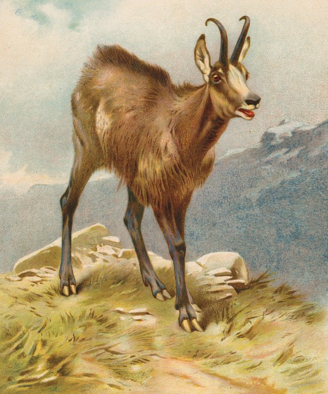 Chamois - English School