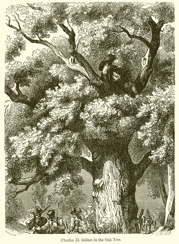 Charles II caché dans le chêne - English School