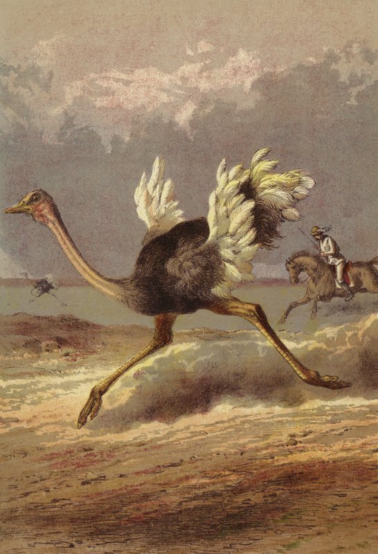 Chasse à l