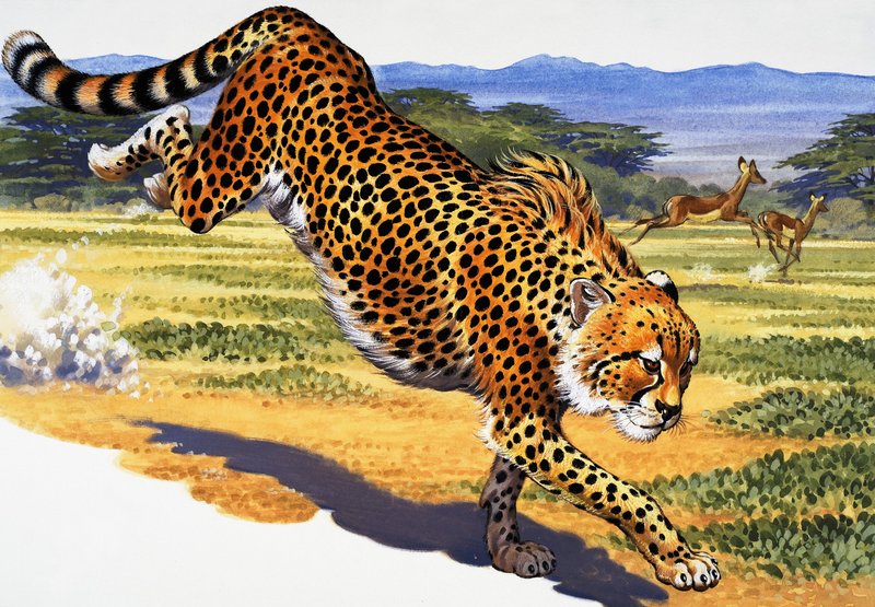 Guépard - English School