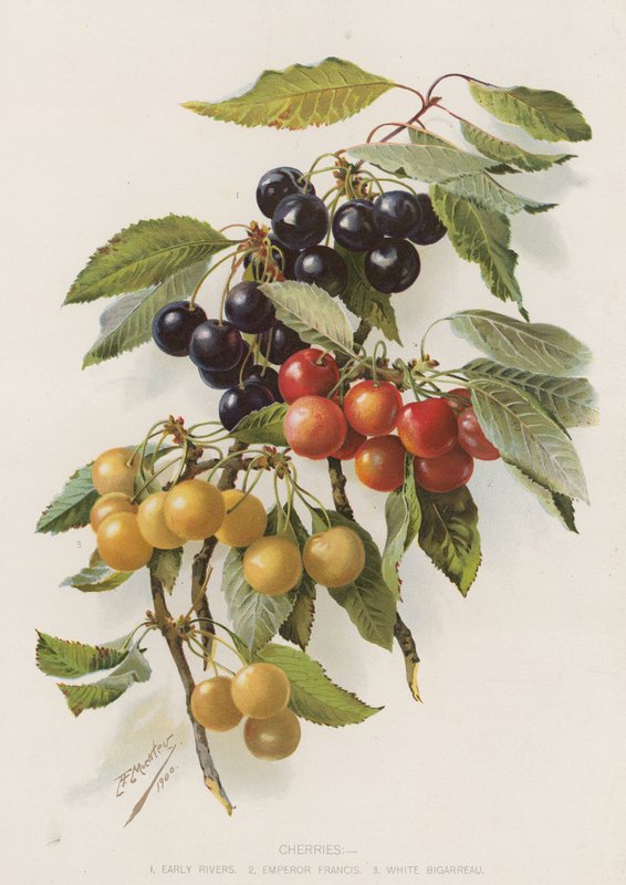 Cerises - English School