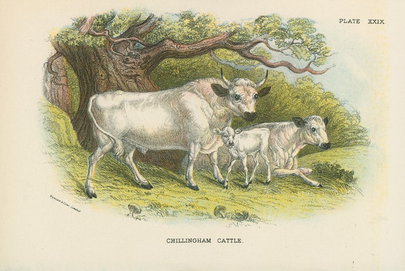 Bétail de Chillingham - English School
