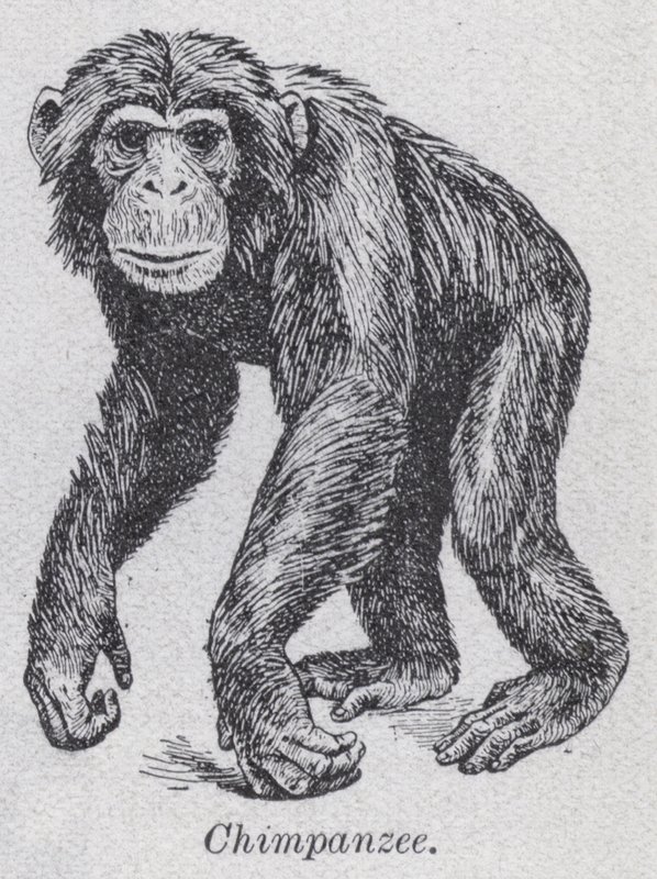 Chimpanzé - English School